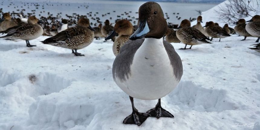 日本 - 福島·冬季戶外旅遊-猪苗代湖、五色沼健行13