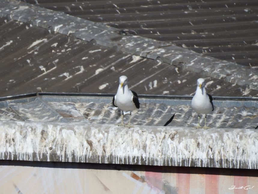 智利 - 聖地牙哥後花園·Valparaiso免費導覽經典景點一日小旅行39