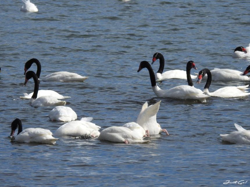 阿根廷 - 卡拉法特×世界遺產佩里托莫雷諾冰川自助攻略14_