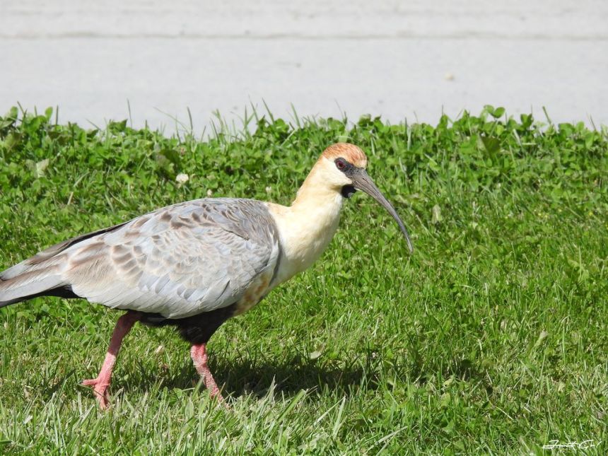 阿根廷 - 卡拉法特×世界遺產佩里托莫雷諾冰川自助攻略15_