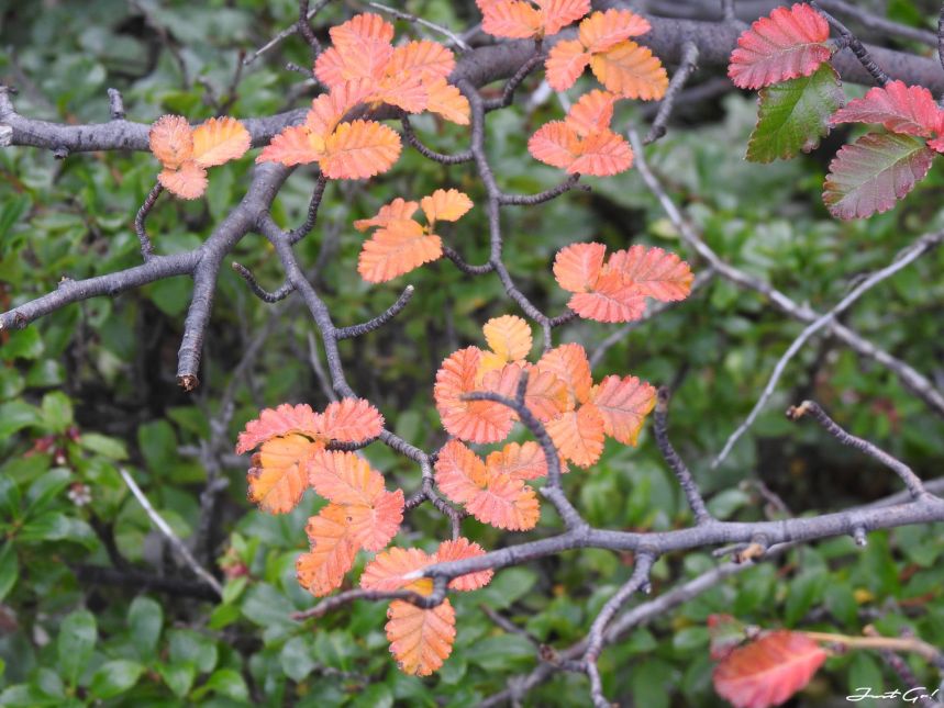 智利 - 【國家地理】一生必去景點·百內國家公園W健行4天遊記41
