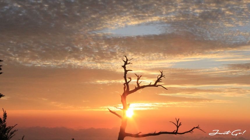 台灣 - 雲海故鄉·北大武山探訪鐵杉林- GPX路線、申請、交通、遊記29