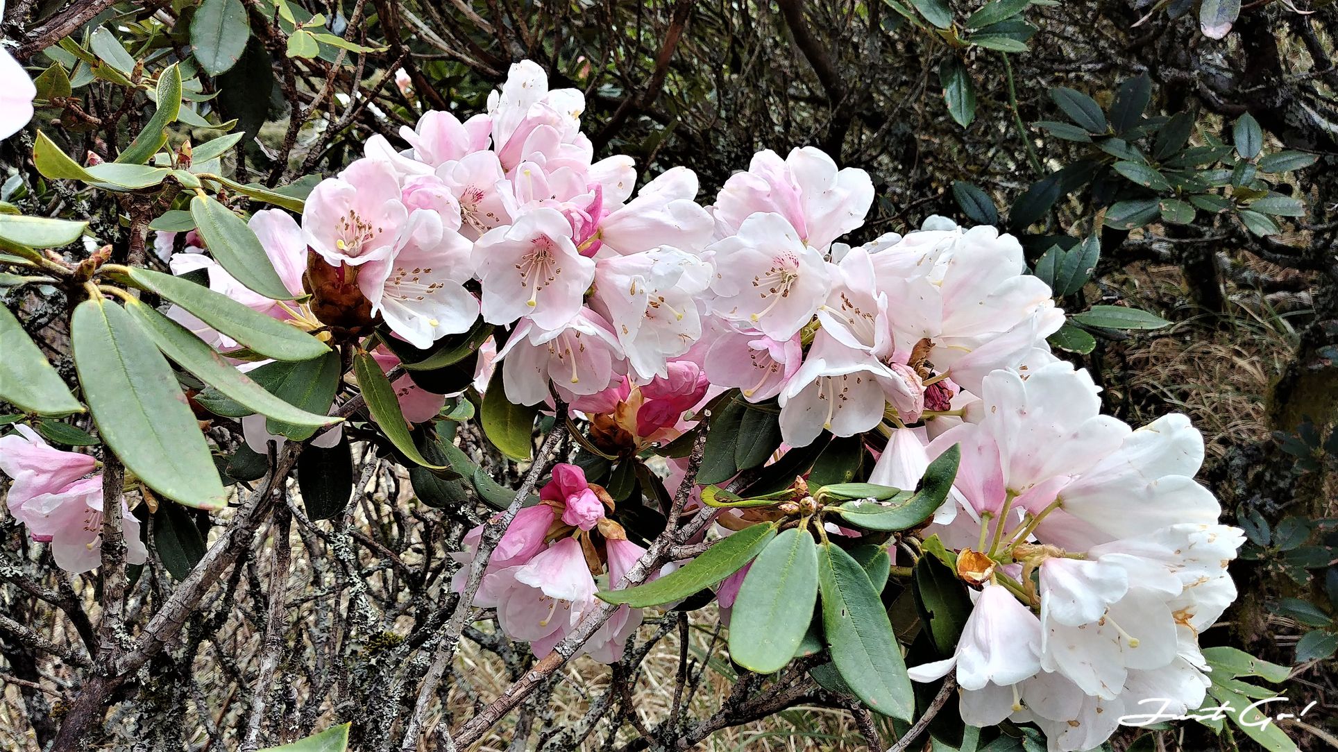 台灣 - 黃金色的奇萊主北·2天1夜紀事-gpx路線、行程、申請、水源3