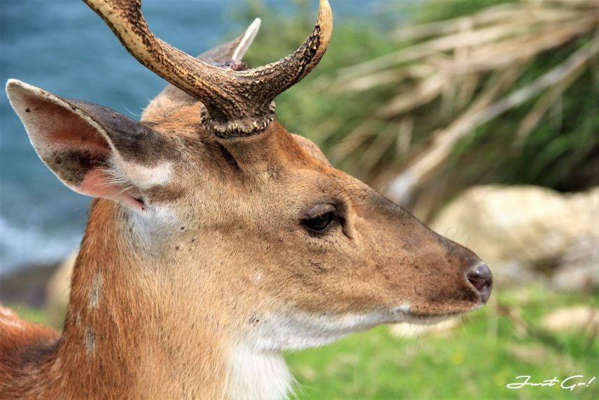 台灣 - 馬祖旅遊必去景點·大坵島·梅花鹿大量出沒-2019交通船班、住宿、美食11