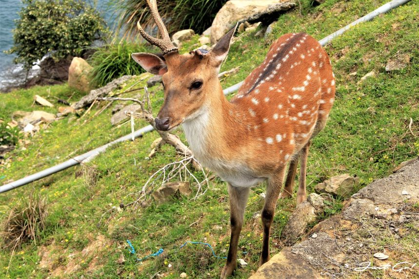 台灣 - 馬祖旅遊必去景點·大坵島·梅花鹿大量出沒-2019交通船班、住宿、美食13