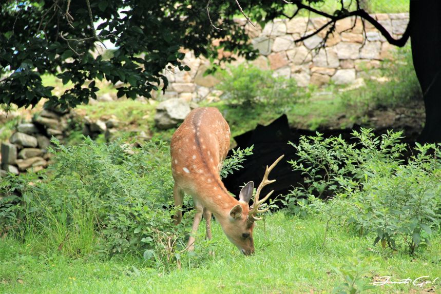 台灣 - 馬祖旅遊必去景點·大坵島·梅花鹿大量出沒-2019交通船班、住宿、美食14