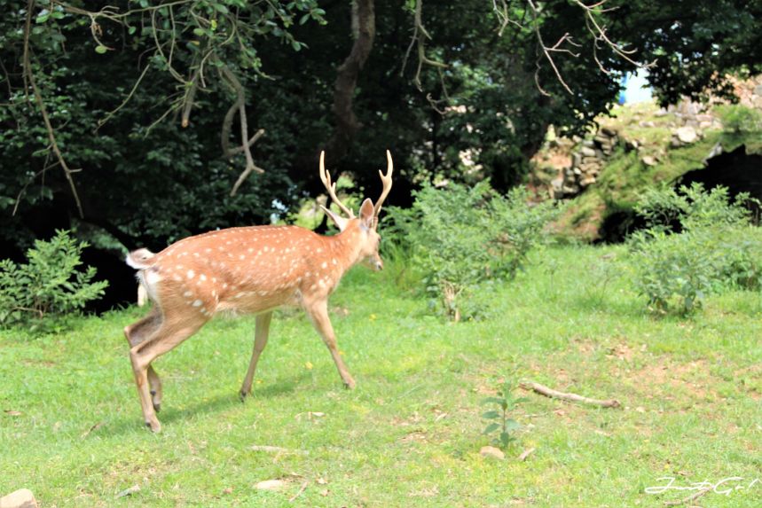 台灣 - 馬祖旅遊必去景點·大坵島·梅花鹿大量出沒-2019交通船班、住宿、美食16