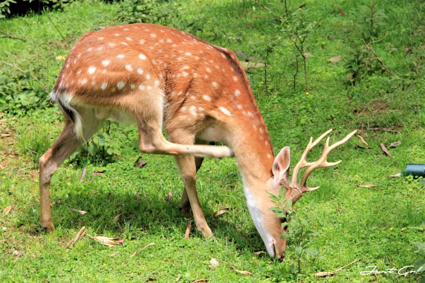 台灣 - 馬祖旅遊必去景點·大坵島·梅花鹿大量出沒-2019交通船班、住宿、美食18