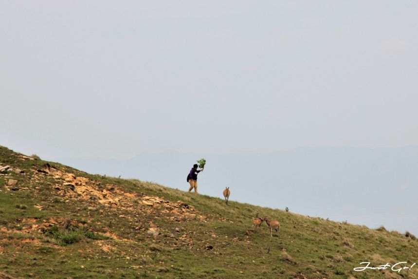 台灣 - 馬祖旅遊必去景點·大坵島·梅花鹿大量出沒-2019交通船班、住宿、美食28