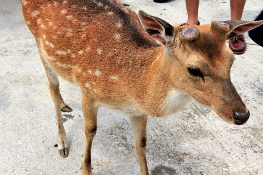 台灣 - 馬祖旅遊必去景點·大坵島·梅花鹿大量出沒-2019交通船班、住宿、美食4