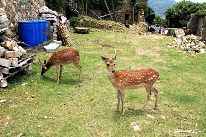 台灣 - 馬祖旅遊必去景點·大坵島·梅花鹿大量出沒-2019交通船班、住宿、美食33