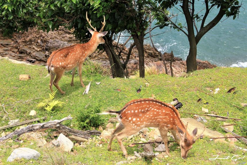 台灣 - 馬祖旅遊必去景點·大坵島·梅花鹿大量出沒-2019交通船班、住宿、美食35