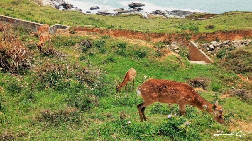 台灣 - 馬祖旅遊必去景點·大坵島·梅花鹿大量出沒-2019交通船班、住宿、美食37