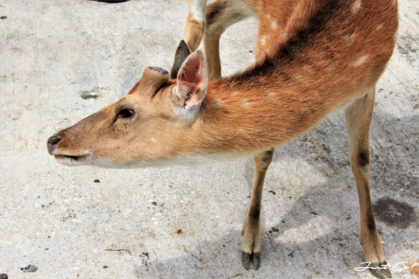 台灣 - 馬祖旅遊必去景點·大坵島·梅花鹿大量出沒-2019交通船班、住宿、美食5
