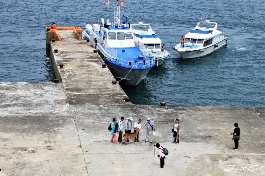 台灣 - 馬祖旅遊必去景點·大坵島·梅花鹿大量出沒-2019交通船班、住宿、美食7