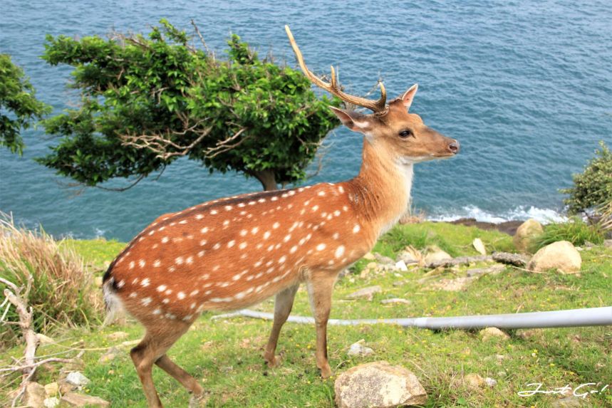 台灣 - 馬祖旅遊必去景點·大坵島·梅花鹿大量出沒-2019交通船班、住宿、美食10
